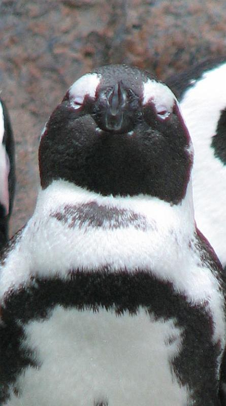 2008-09-27_Mystic_Aquarium 018_2.jpg